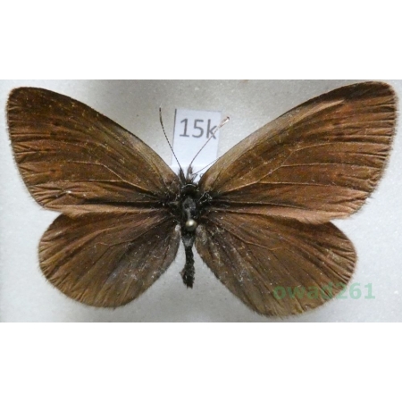 Erebia meta Staudinger, 1886 Kyrgyzstan15k